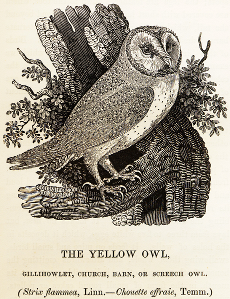 Fil:Bewick Thomas Barn Owl Tyto alba.png