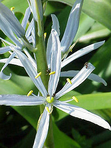 Blek stjärnhyacint (C. cusickii)