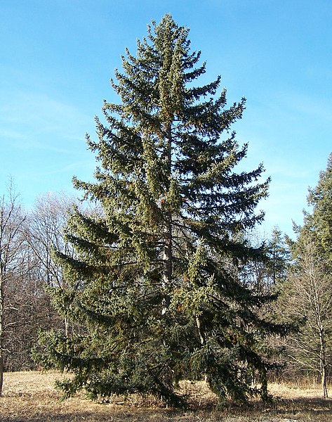 Fil:Picea koyamai Morton.jpg
