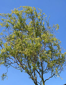 Salix.bab.Tortuosa(02).jpg