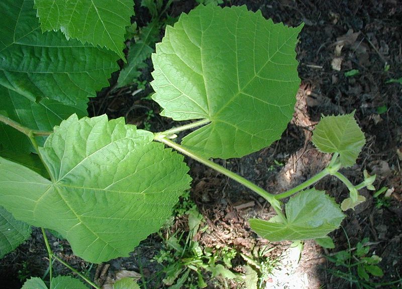 Fil:Tilia-platyphyllos-leaves.JPG