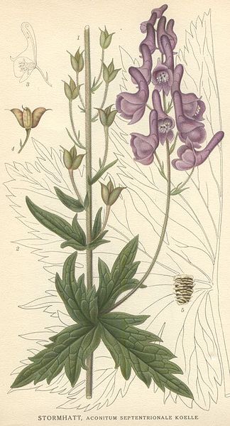 Fil:Aconitum septentrionale.jpg