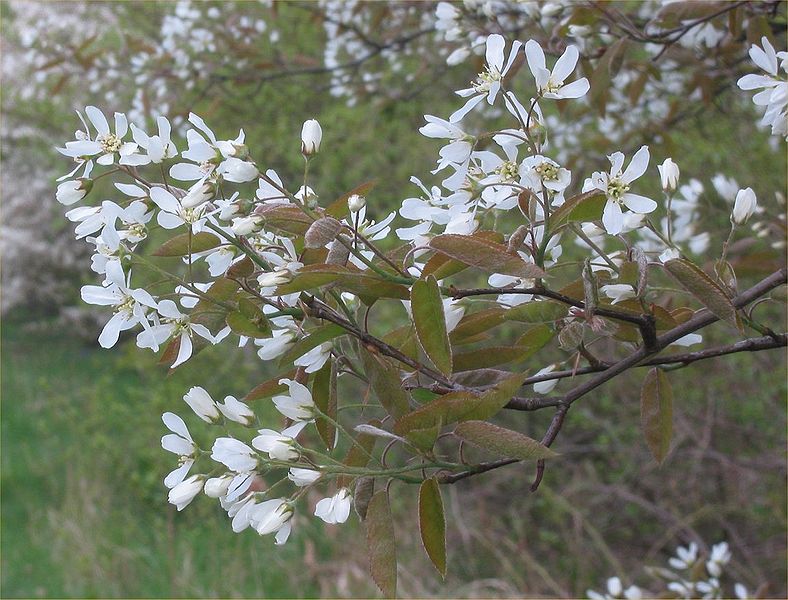 Fil:Amelanchier lamarckii bloeiwijze.jpg