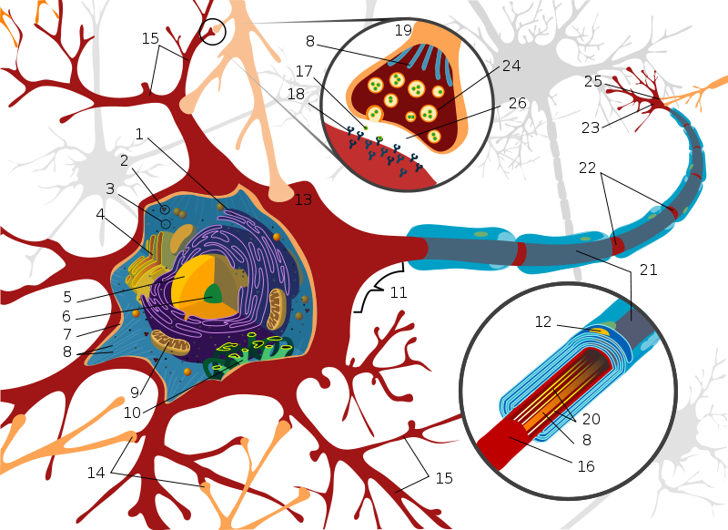 Fil:Complete neuron cell diagram numbered.svg