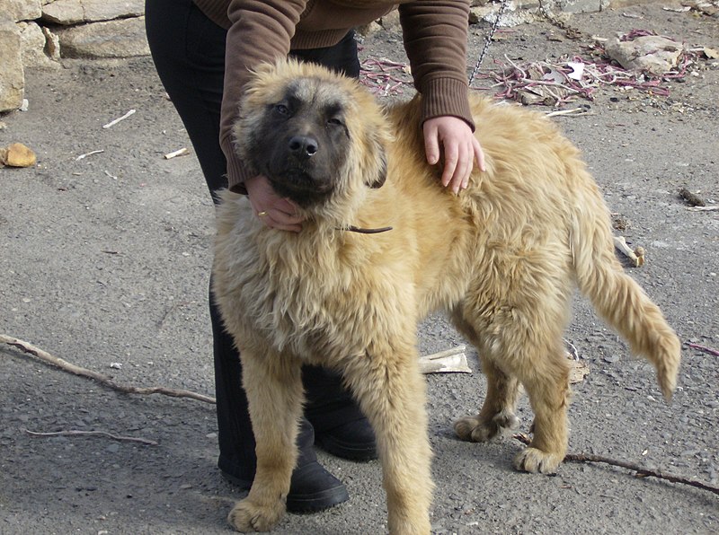 Fil:Estrela mountain dog.JPG