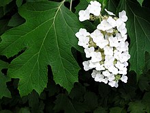 Hydrangea quercifolia1normanack.jpg