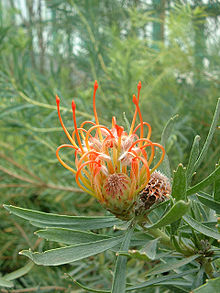 Bredbladig nåldyna (L. cordifolium)