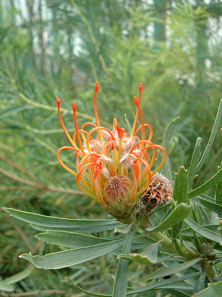 Fil:Leucospermum cordifolium02.jpg