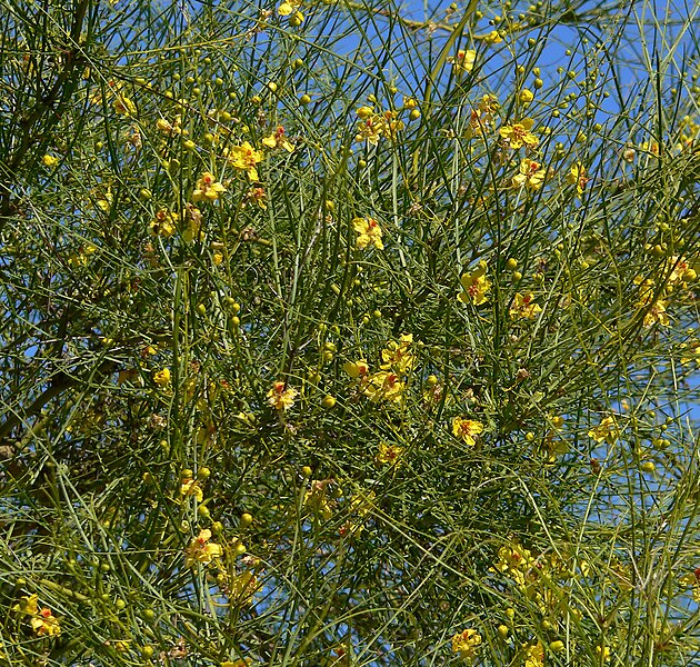 Fil:Parkinsonia aculeata 3.jpg