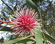 Hakea laurina