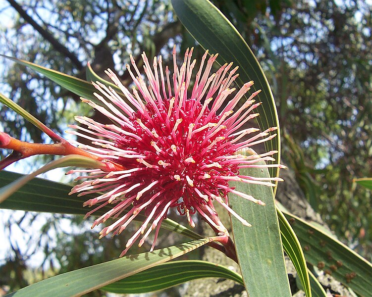 Hakea laurina