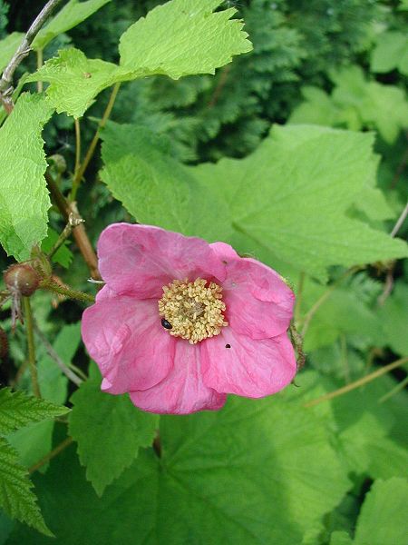 Fil:Rubus-odoratus-flower.JPG