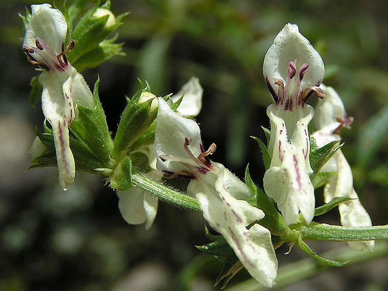 Fil:Stachys recta03.jpg