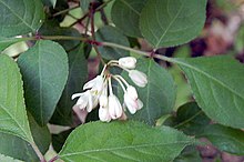 Staphylea bumalda (200705).jpg