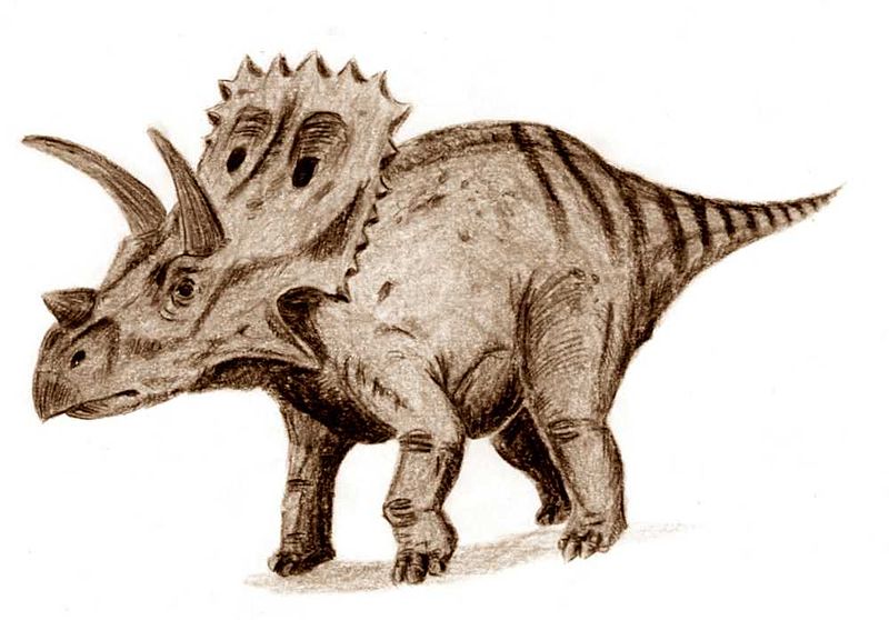 Fil:Arrhinoceratops.jpg