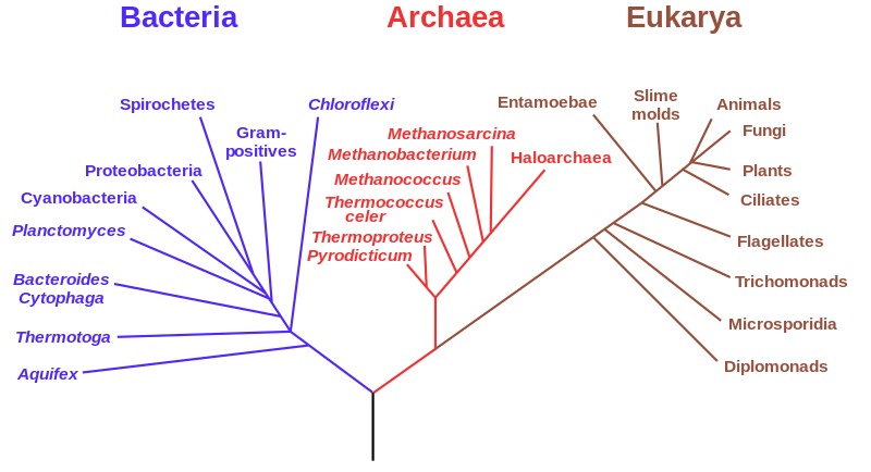 Fil:Phylogenetic tree.svg