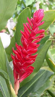 Röd galangarot (A. purpurata)