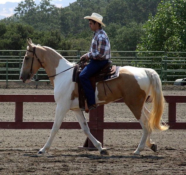Fil:Spotted Saddle Horse1.jpg