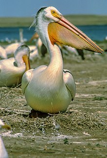 Fil:White Pelican.jpg