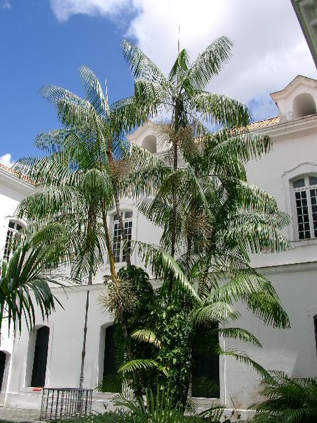 Fil:Açaizeiro no palácio.JPG