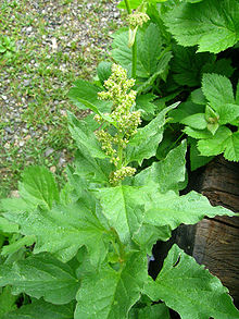 Chenopodium bonus-henricus.JPG