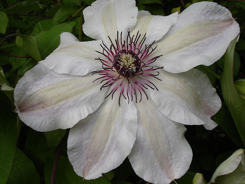 Fil:Clematis Otto Froebel1a.UME.jpg