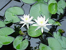 Nymphaea odorata0.jpg