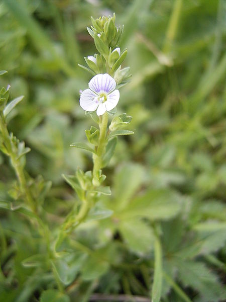 Fil:Veronica serpyllifolia flower.jpg