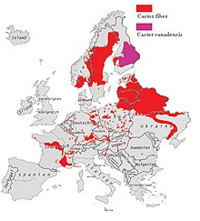 Bävrar i Europaröd (Europeisk bäver), lila (Amerikansk bäver)