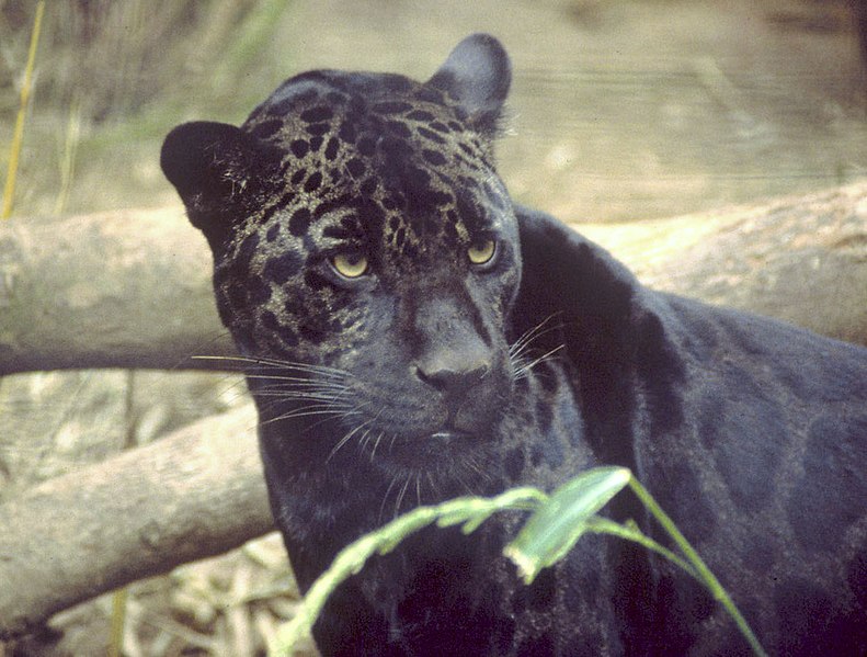 Fil:Black jaguar.jpg