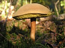 Boletus subtomentosus.jpg