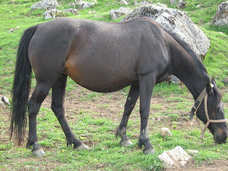 Fil:Bosanski brdski konj.JPG