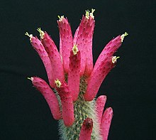 Cleistocactus brookeae1PAKAL.jpg