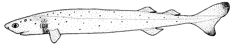 Fil:Isistius brasiliensis (Cookiecutter shark).gif
