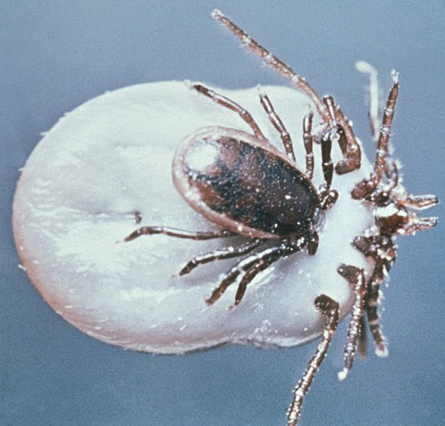 Fil:Ixodes ricinus ticks.jpg