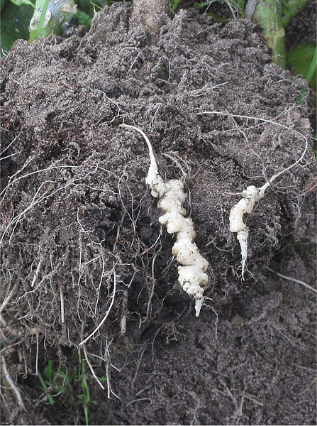 Fil:Knolvoet bij bloemkool (Plasmodiophora brassicae on cauliflower).jpg