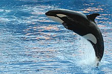 Späckhuggare (Orcinus orca)