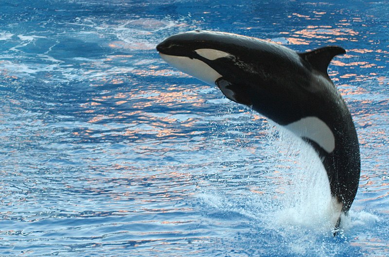 Fil:Orca Orlando Seaworld.jpg
