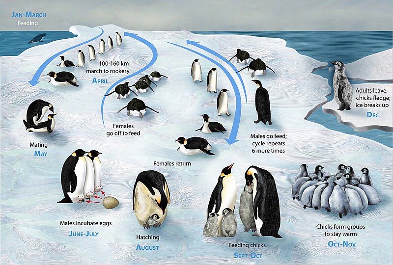 Fil:PENGUIN LIFECYCLE H.JPG