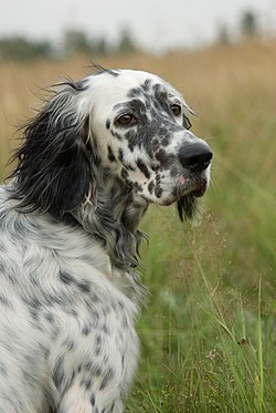 Setter portrait.jpg