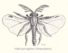 Strepsiptera halictophagida