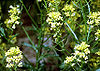 Barbarea vulgaris1.jpg