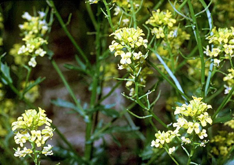 Fil:Barbarea vulgaris1.jpg