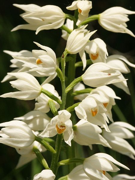 Fil:Cephalanthera longifolia flowers100604.jpg