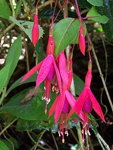 Scharlakansfuchsia (F. magellanica)