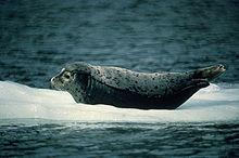 Harbour seal.jpg