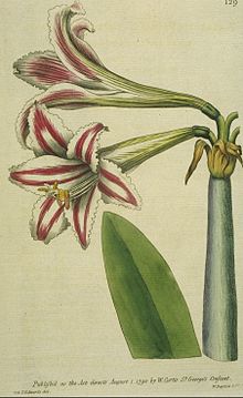 Hippeastrum vittatum1CURTIS.jpg