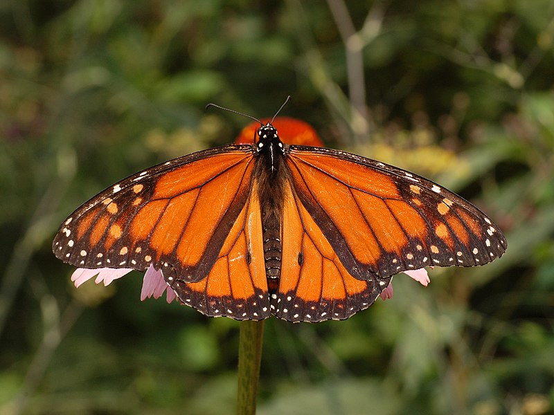 Fil:Monarch Butterfly Danaus plexippus Male 2664px.jpg