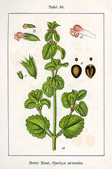 Stachys arvensis Sturm46.jpg