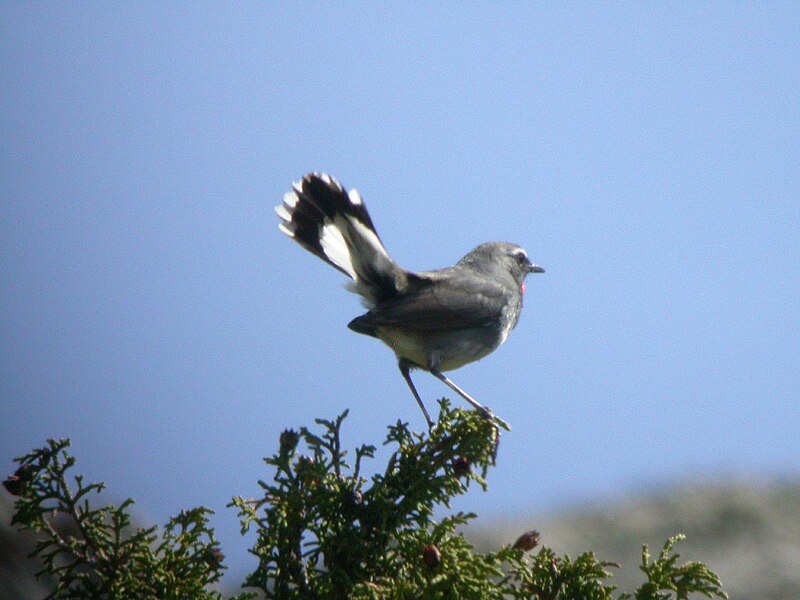 Fil:White-tailed Rubythroat.jpg